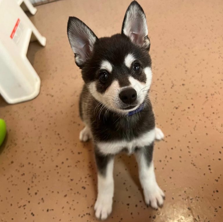 Finding Your Inside Track to a Loyal Alaskan Klee Kai