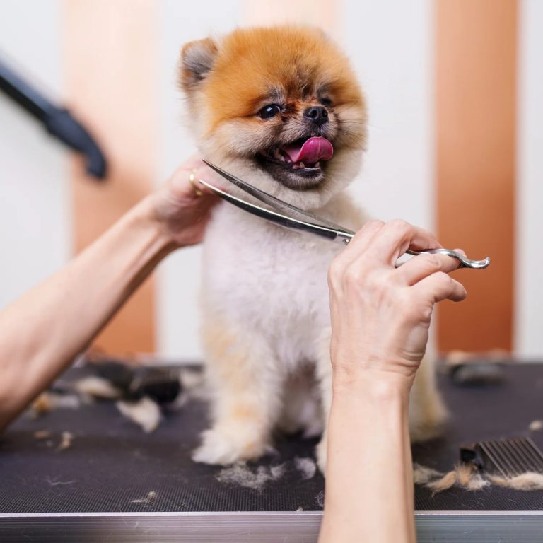 Tiny Sparklers: Dog Birthday Hats and Outfits That Shine