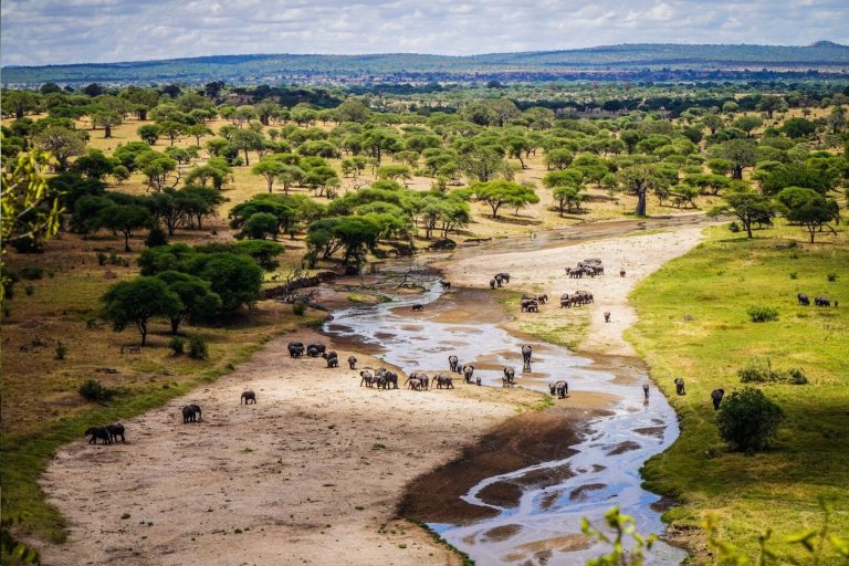 A Genuine Guide to the Best Tanzania Safari Company and Serengeti Adventures A Genuine Guide to the Best Tanzania Safari Company and Serengeti Adventures