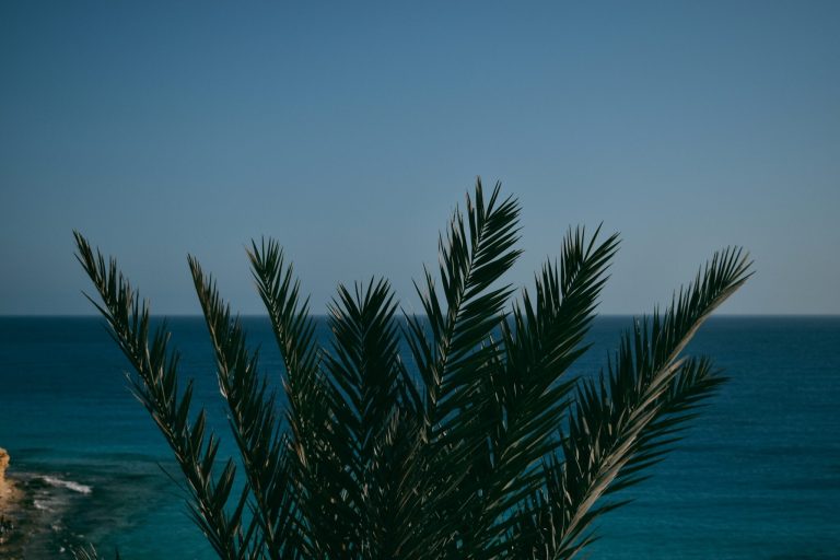 Dive into Red Sea magic: planning, reefs, and quiet coves Dive into Red Sea magic: planning, reefs, and quiet coves