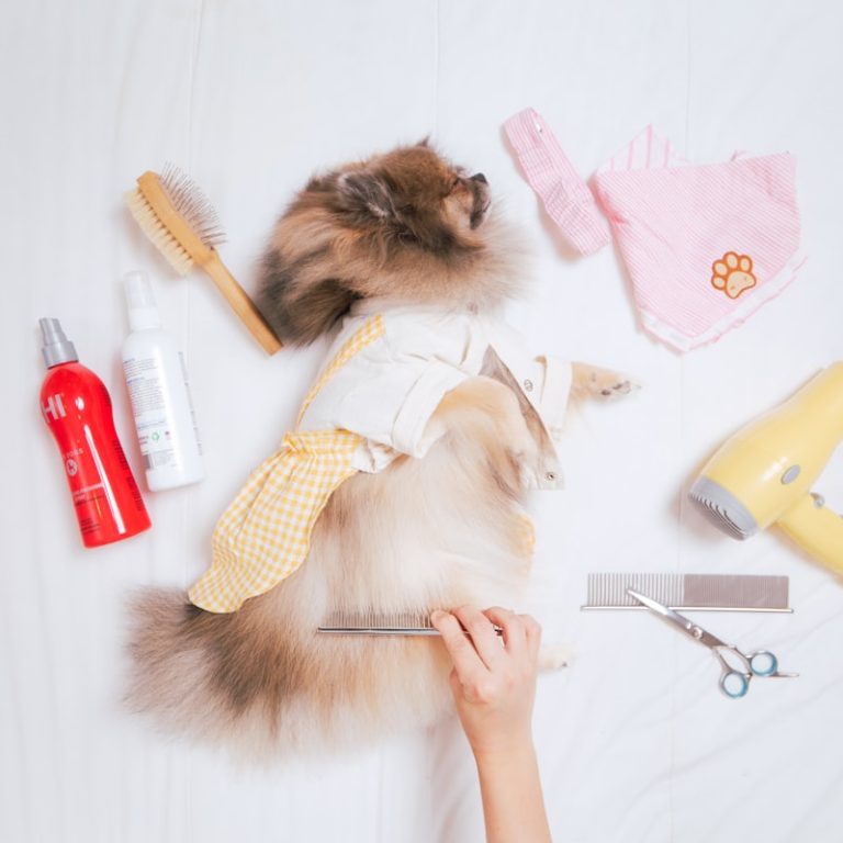 West Nashville mobile pet grooming that fits your day West Nashville mobile pet grooming that fits your day