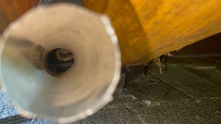 Tackling Unwanted Guests: Practical Wildlife Solutions