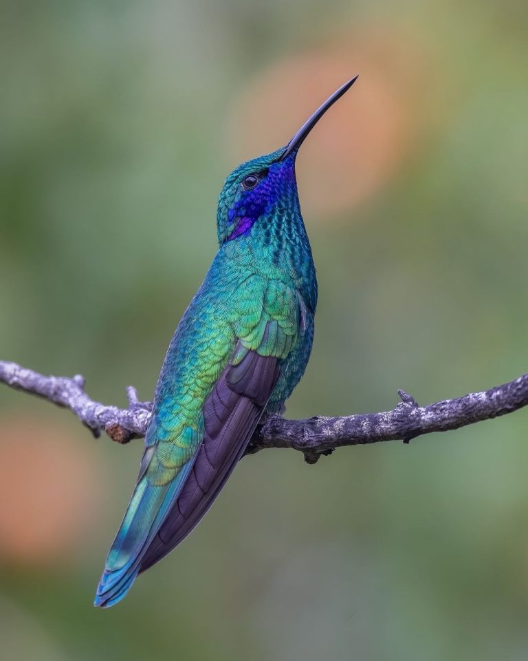 Affordable Manu Jungle Tours From Cusco: A Real-World Plan for Curious Travelers