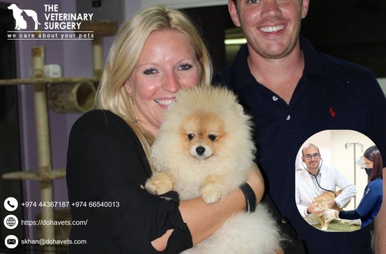 Urgent Pet Care in Qatar: Finding a Reliable Vet