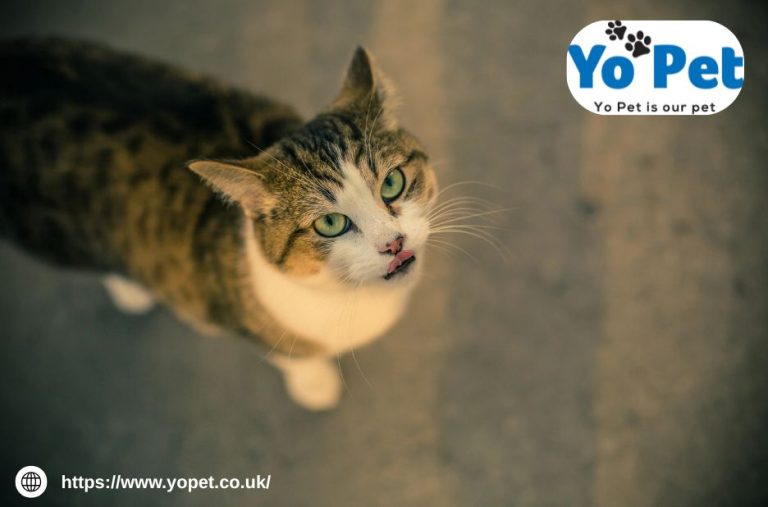 Discover Top Picks for Gnasher Toy and Hamster Litter Tray