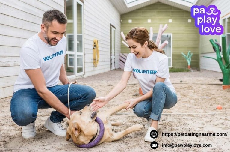 Finding the Right Match for Your Pet: A Practical Guide