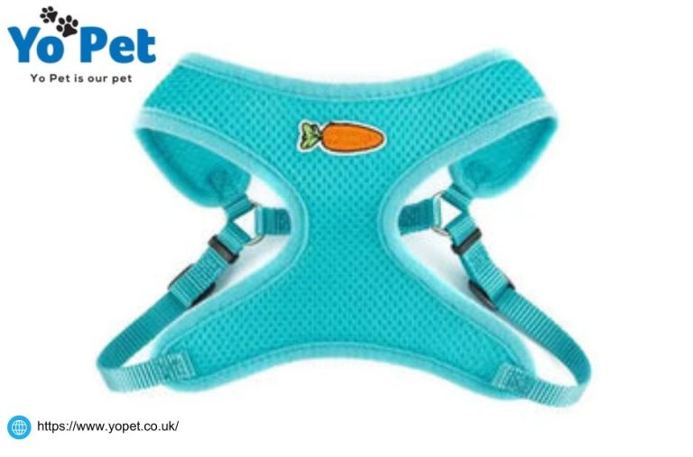 Nature‑based Dental Treats for Dogs: A Gentle, Durable Chew