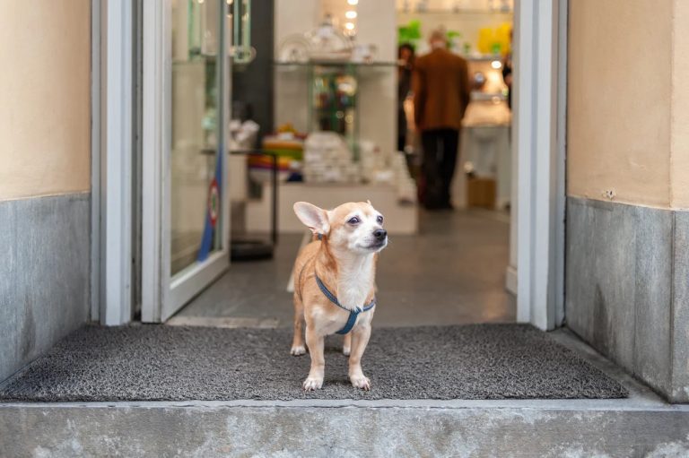 Practical Solutions for Pet Care Essentials UK