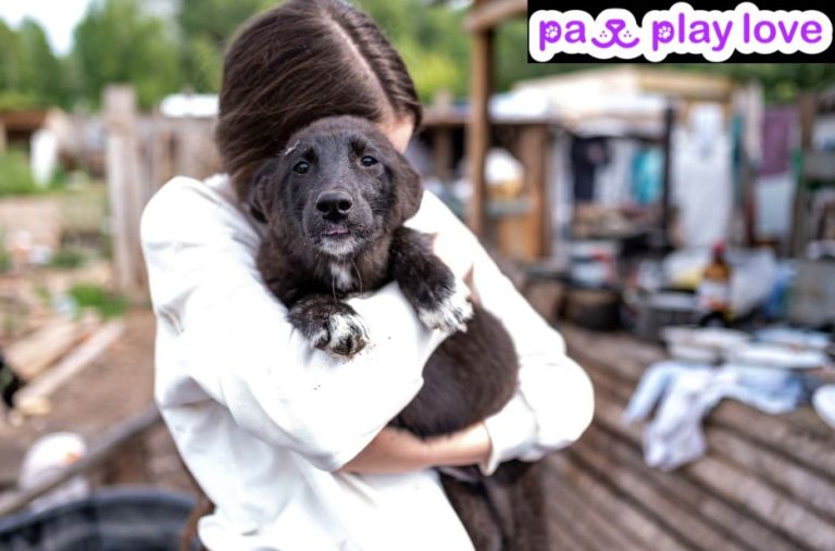 Finding the Right App for Your Dog Play Dates