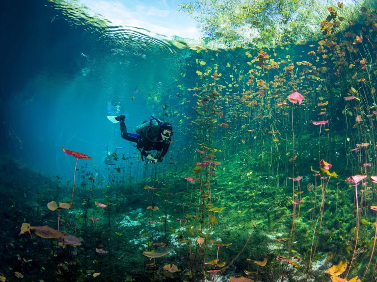 Explore the World of Cenote Diving: A Guide for Adventurers Explore the World of Cenote Diving: A Guide for Adventurers