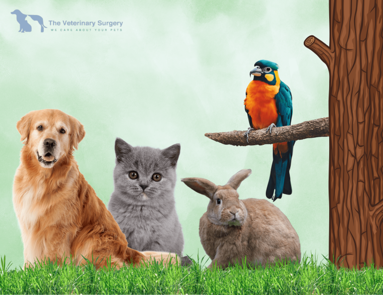 Find Trusted Veterinary Care in Doha for Your Pets Find Trusted Veterinary Care in Doha for Your Pets
