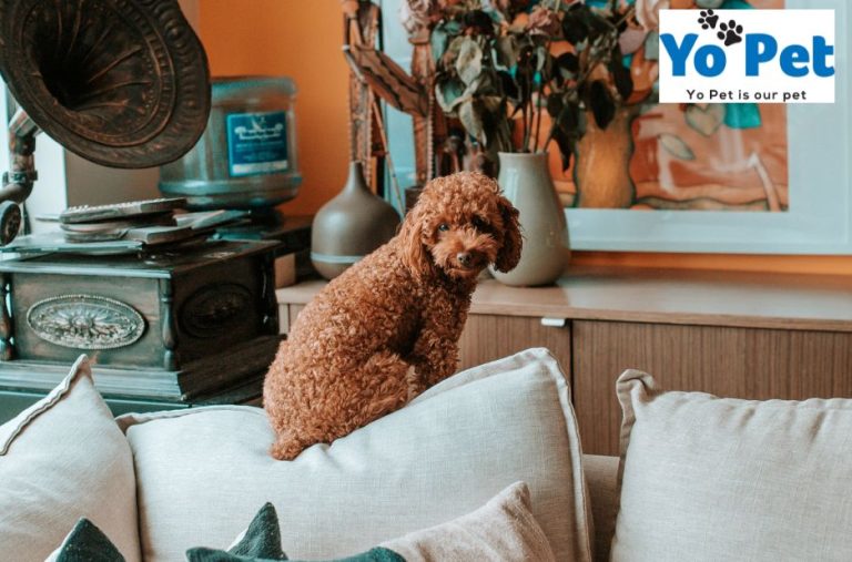 A Practical Guide to Toy Accessories for Small Pets