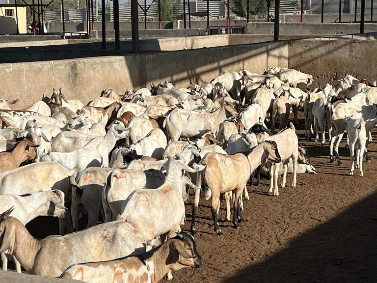 Ethical Kenyan goat meat: wholesome, sustainably produced Ethical Kenyan goat meat: wholesome, sustainably produced