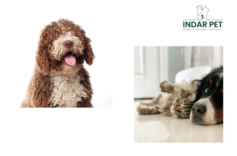 Find Quality Renal Support for Pets in the UK Find Quality Renal Support for Pets in the UK