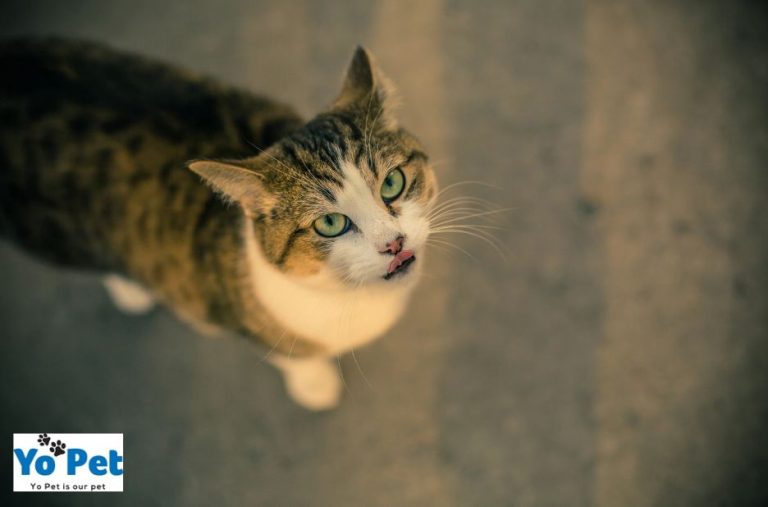 Practical Pet Gear Ramps for UK Buyers