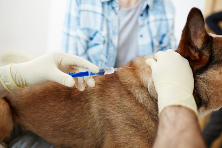 Compassionate dog euthanasia guidance in Calgary Compassionate dog euthanasia guidance in Calgary