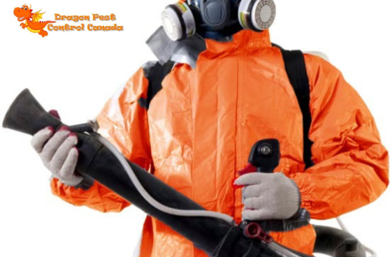 Effective strategies for rodent control in Edmonton homes Effective strategies for rodent control in Edmonton homes