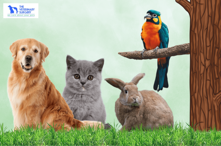 Expert Pet Care in the Heart of Doha – Trusted Veterinary Services Expert Pet Care in the Heart of Doha – Trusted Veterinary Services