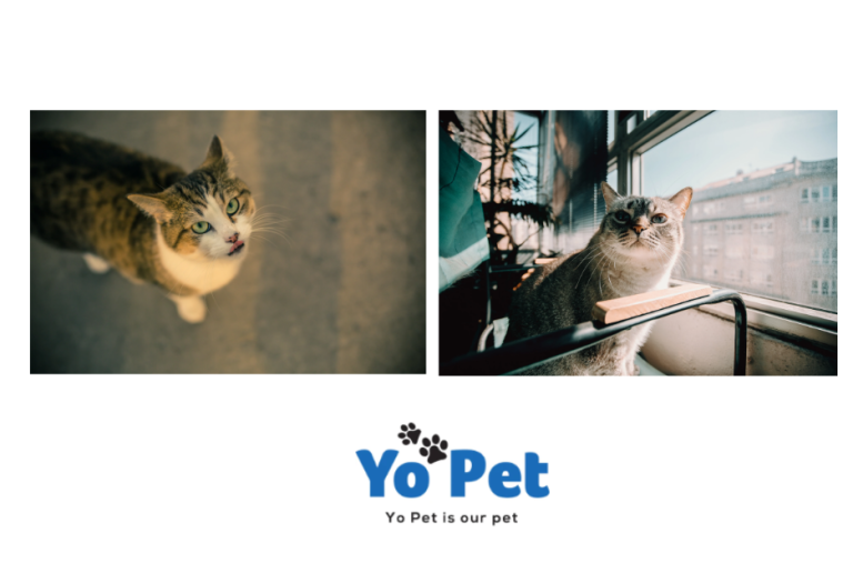 Practical pet gear for UK homes