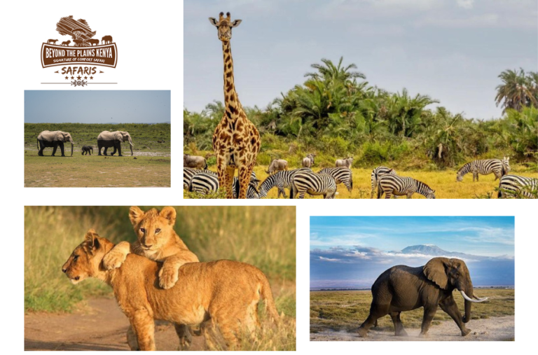 Unforgettable Kenya Safaris: From Nairobi to Iconic Wildlife Encounters Unforgettable Kenya Safaris: From Nairobi to Iconic Wildlife Encounters
