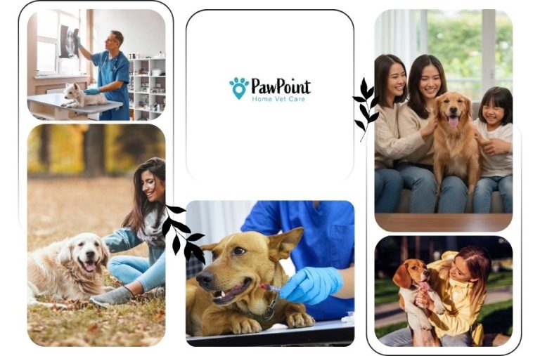 Compassionate Vets To Go Euthanasia Services for At-Home Pet Care