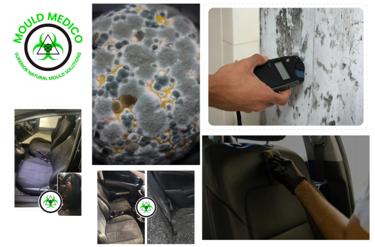 Reliable Emergency Mould Treatment Services Sunshine Coast for Urgent Contamination Solutions