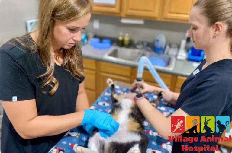 Village Animal Hospital – Compassionate Veterinary Care for Your Pets