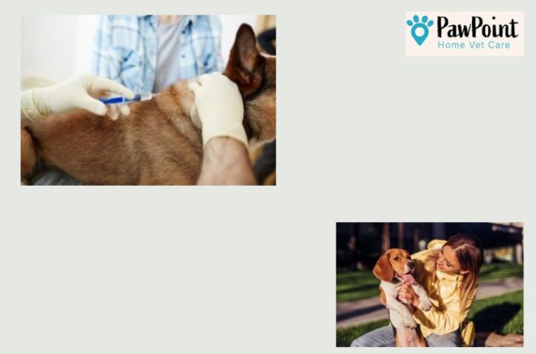 Choosing humane options when a beloved pet is dying