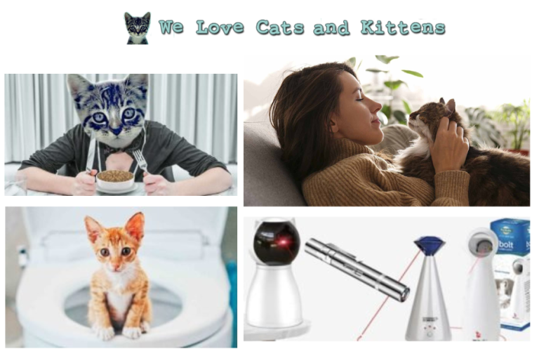 Caring for a Cat with Special Needs: A Gentle Guide Caring for a Cat with Special Needs: A Gentle Guide