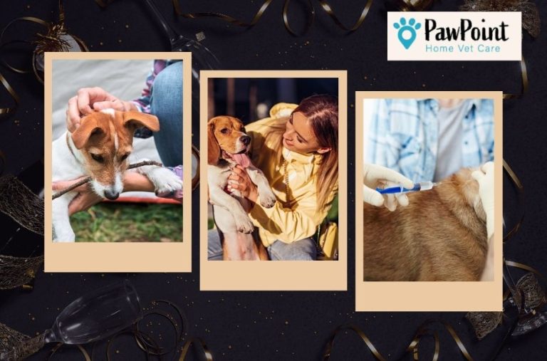 Compassionate end of life care for pets in Calgary