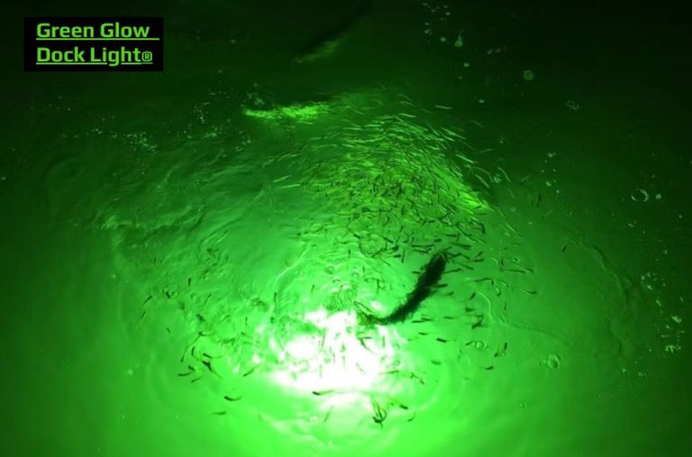 Illuminate the Night: Top Lights for Underwater Fishing Illuminate the Night: Top Lights for Underwater Fishing