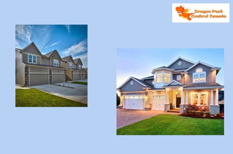 Effective Wasp Nest Removal in Edmonton: A Practical Guide