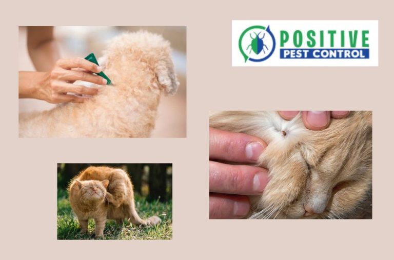 Protect Your Home with Local Pest Management Solutions