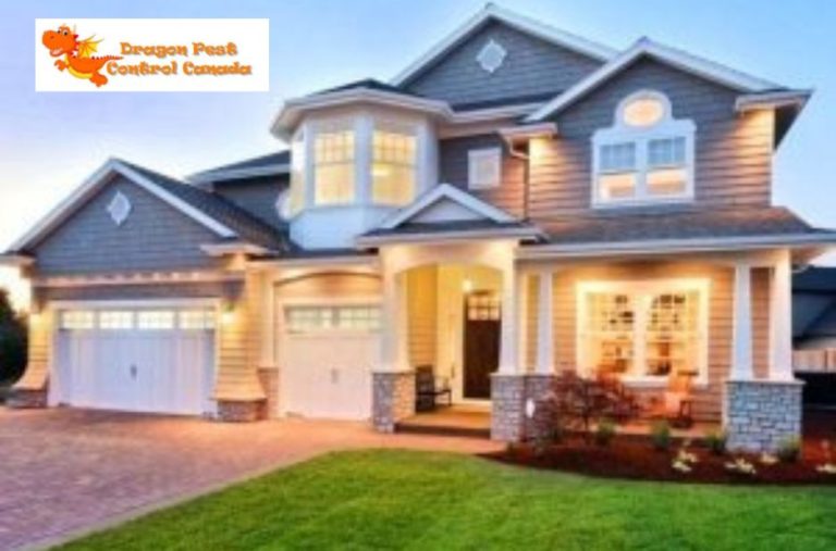 Efficient pest services for Edmonton homes