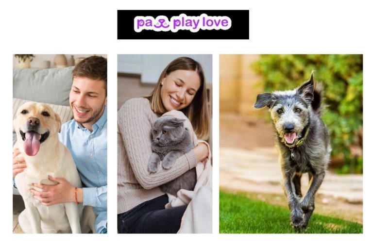 Top Free Dating Websites for Dogs to Find Your Pet’s Perfect Match