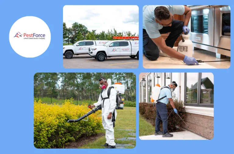 Effective Calgary Termite Treatment Services for Reliable Pest Control and Property Protection Effective Calgary Termite Treatment Services for Reliable Pest Control and Property Protection