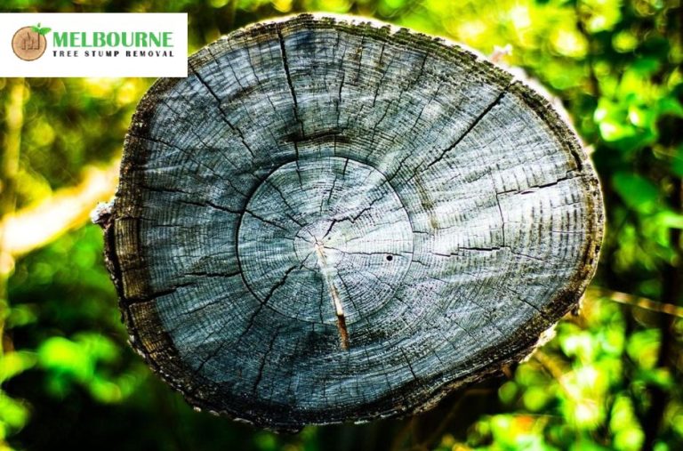 Expert Stump Removal Werribee Services for Safe and Affordable Tree Care Expert Stump Removal Werribee Services for Safe and Affordable Tree Care