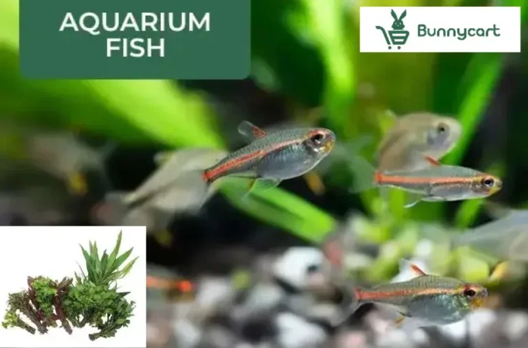 Buy Aquarium Plants Online India – Fresh Aquatic Plants Delivered Nationwide Buy Aquarium Plants Online India – Fresh Aquatic Plants Delivered Nationwide