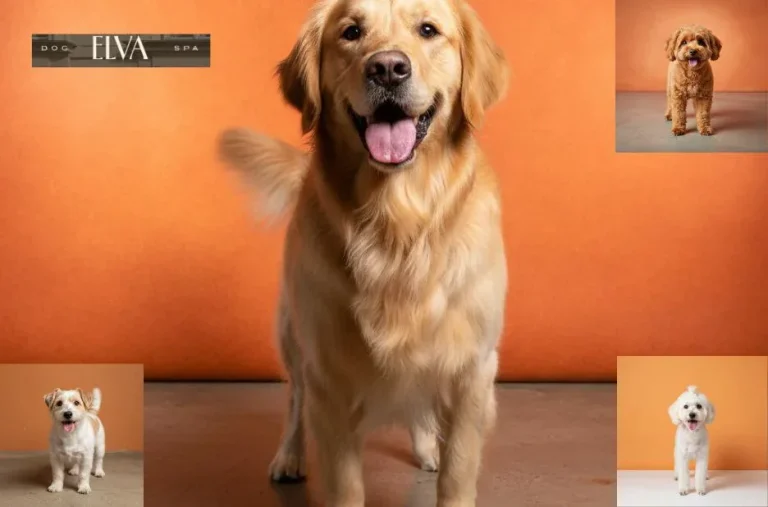 Hundesalon ohne Stress in Wien – Sanfte und professionelle Hundepflege für entspannte Vierbeiner