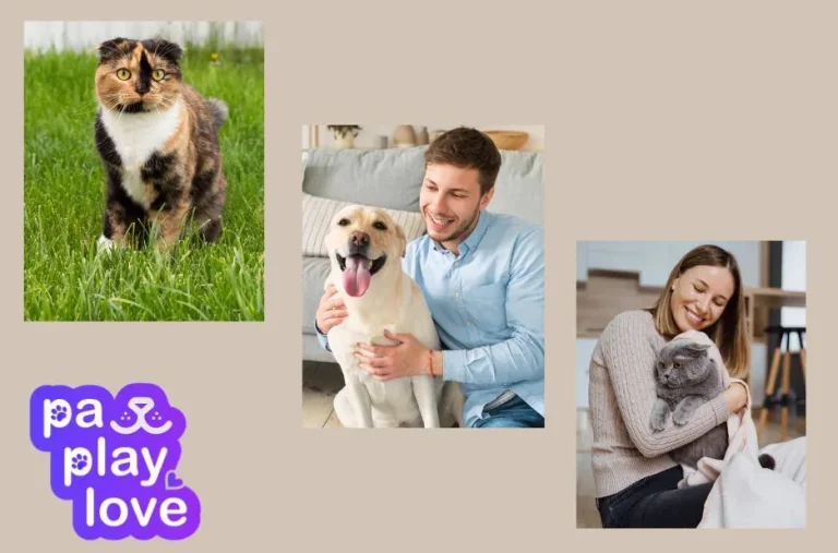 Find My Dog A Mate – Connect with Perfect Canine Companions Today