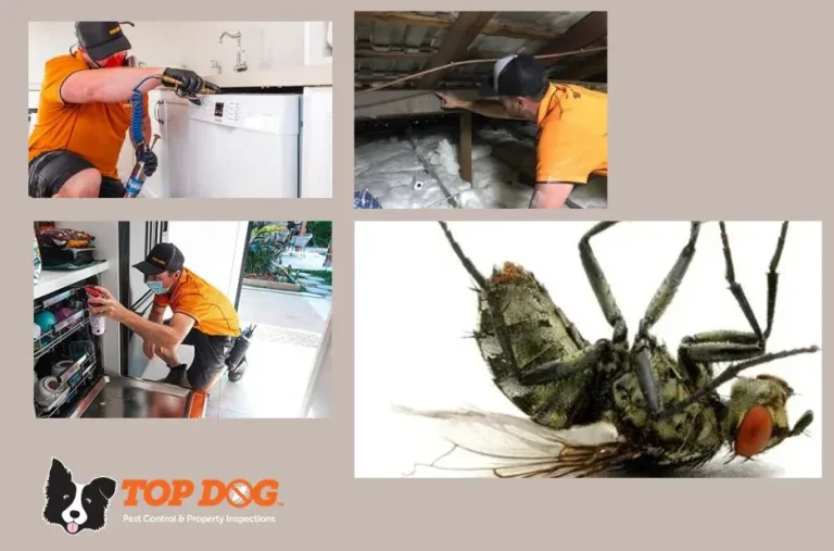 Effective Pest Control Miami Services for a Pest-Free Home and Office