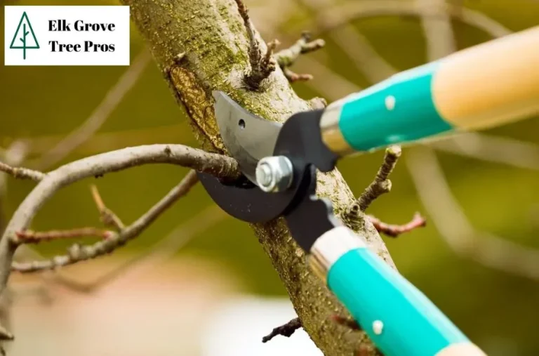 Expert Tree Trimming Elk Grove Services for Healthy and Beautiful Trees