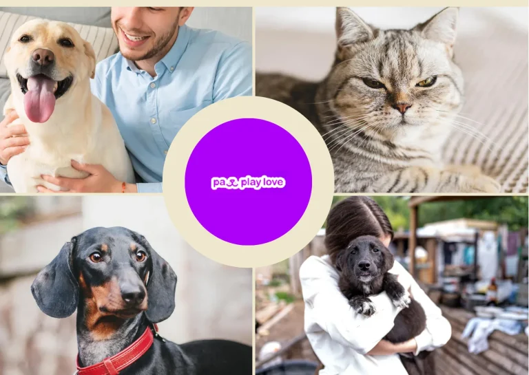 Top Free Dating Websites for Dogs to Find Your Pet’s Perfect Match