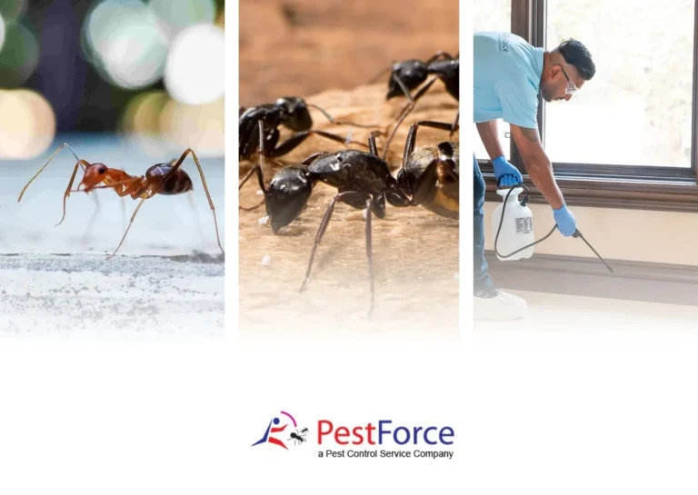 Effective Pigeon Control Solutions to Keep Your Property Clean and Safe Effective Pigeon Control Solutions to Keep Your Property Clean and Safe