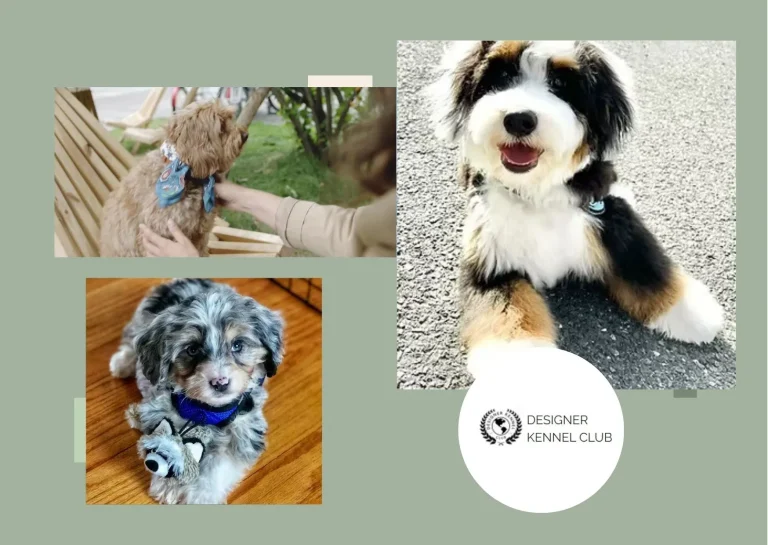 How to Get Papers for Your Puppy Quickly and Easily for Official Registration