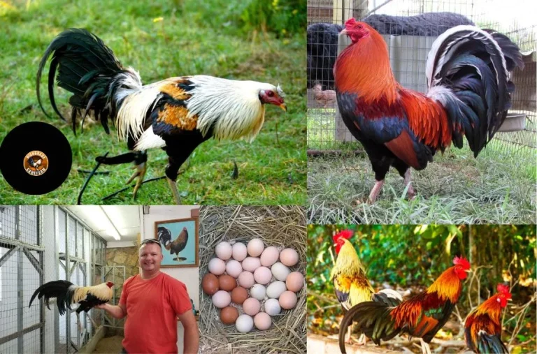 Top Gamefowl Supplies for Serious Breeders and Enthusiasts