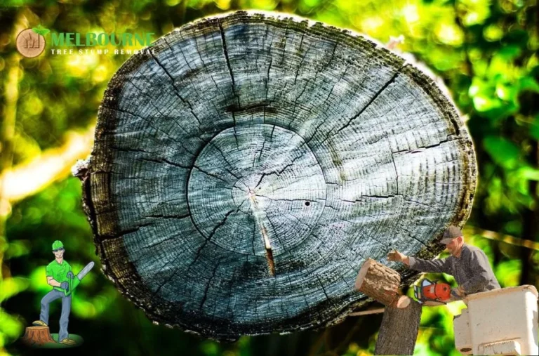 Expert Stump Grinding Footscray Services for Safe and Efficient Yard Cleanup