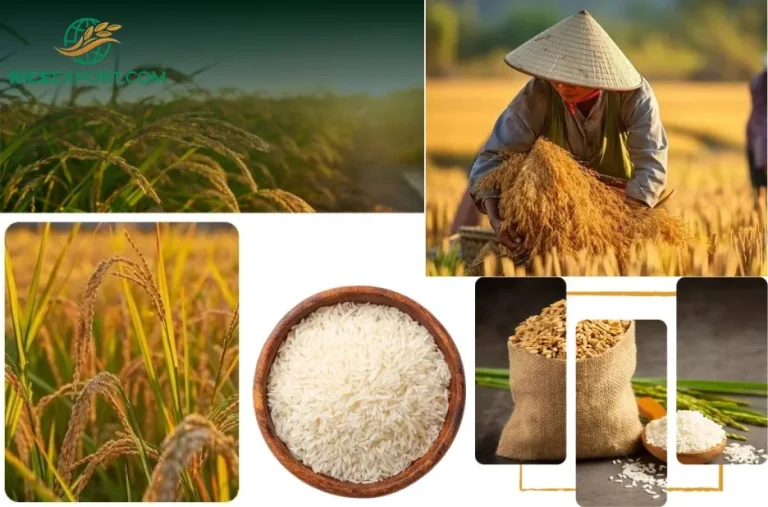 Affordable Rice Shipping Cost to Ghana with Reliable Export Services