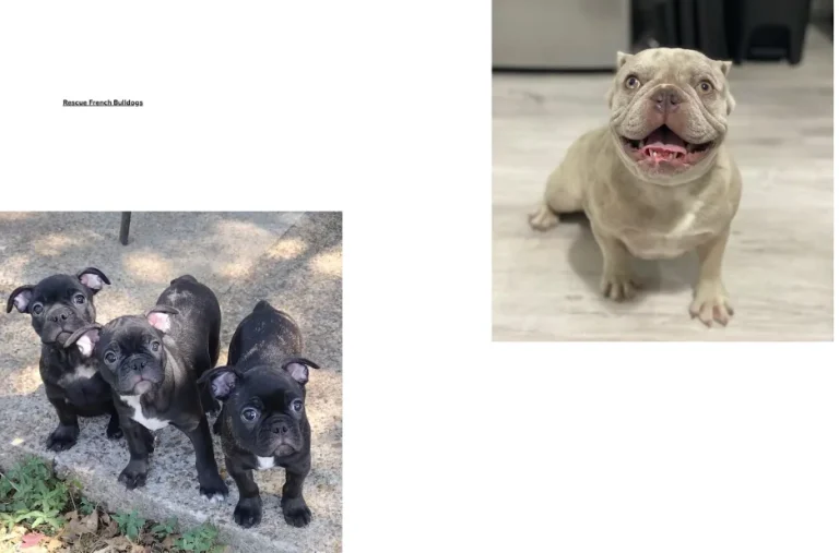 French Bulldog Rescue: How to Support and Adopt Needy French Bulldogs Safely