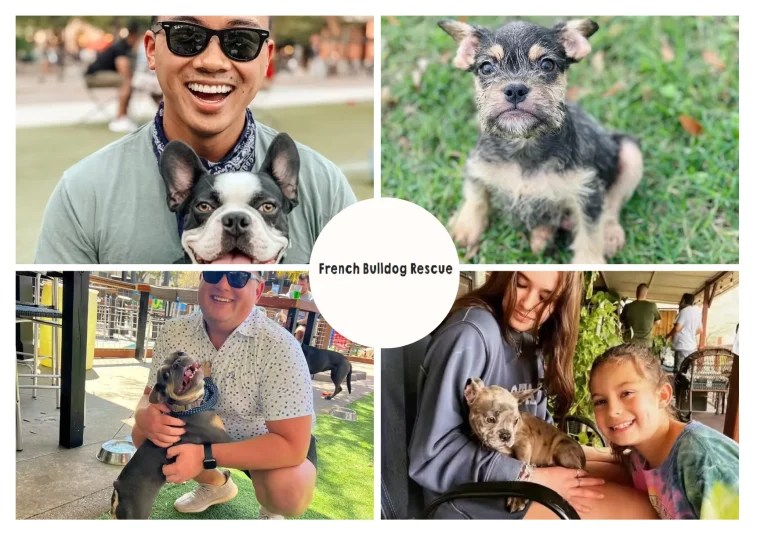 How to Rescue a French Bulldog and Provide a Loving Forever Home How to Rescue a French Bulldog and Provide a Loving Forever Home